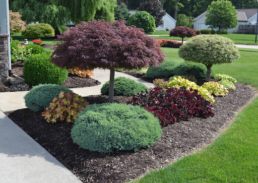 Mulched landscape bed with shrubs and fresh edging.