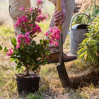Planting flowers with a shovel.