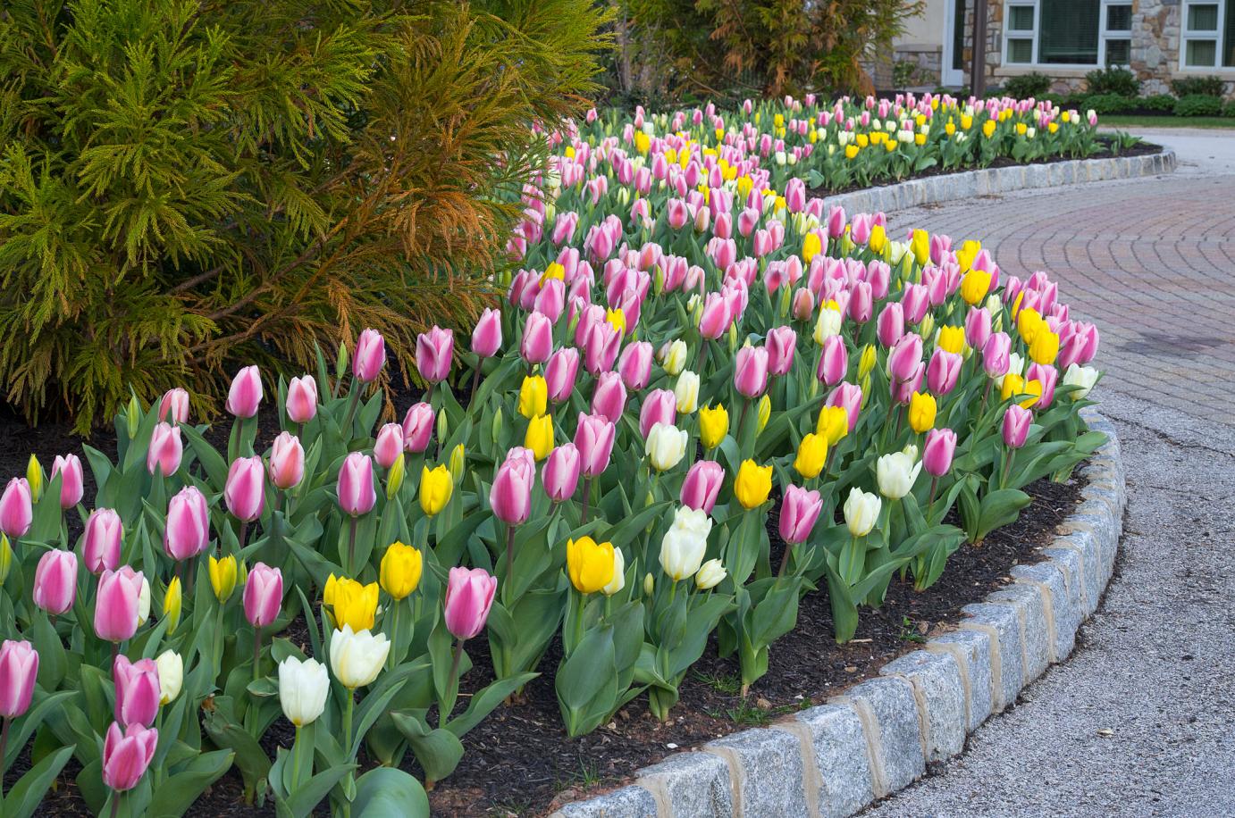Colorful tulip garden bed along a driveway.